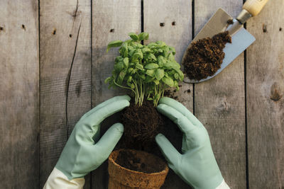 Gardening hobby concept. hands holding eco pot with green plant, shovel on wooden background