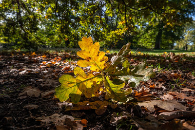 Close-up of yellow maple leaves on field