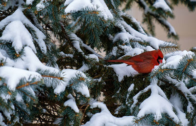 Beautiful red bird in my yard