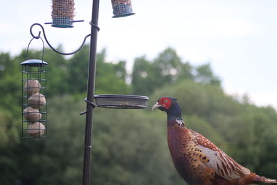 Close-up of bird perching on feeder