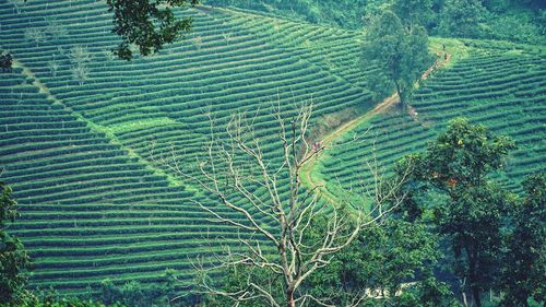 High angle view of corn field