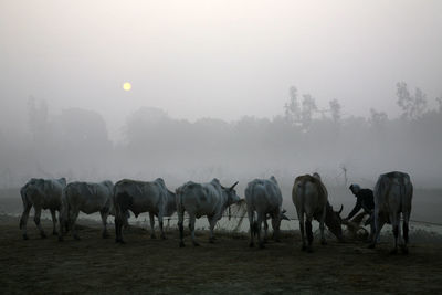 Horses grazing on grassy field