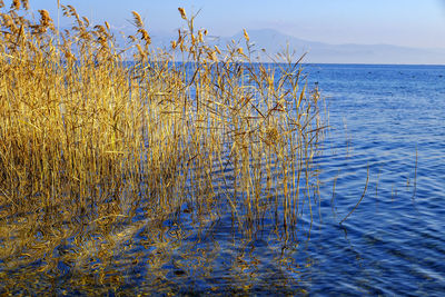 Reeds on the lake