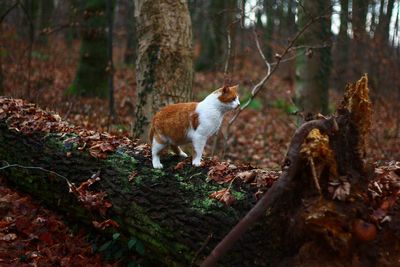 Full length of ginger cat on tree trunk in forest