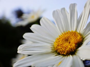 Close-up of white daisy blooming outdoors