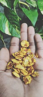 Close-up of hand holding leaves