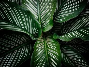 Close-up of palm leaves