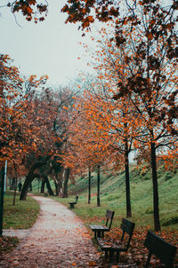 Footpath amidst trees in park during autumn