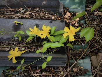 High angle view of yellow flowering plant on field