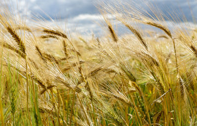 Close-up of stalks in field