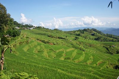 Scenic view of agricultural field against sky