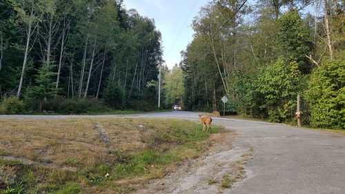Dog on road amidst trees against sky