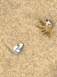 High angle view of shells on sand