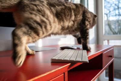 Cat looking away while standing on table