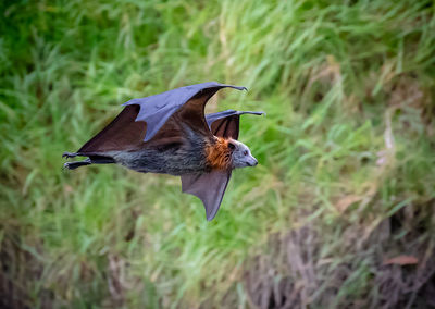 Close-up of a bird