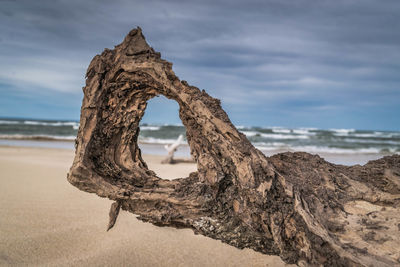 Driftwood on beach