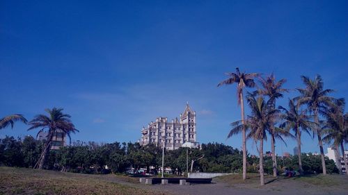 Palm trees on beach against clear blue sky