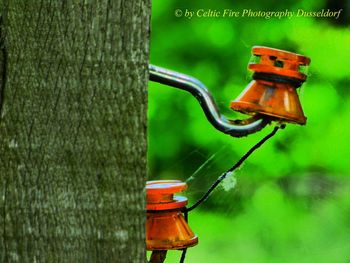 Close-up of toy hanging on tree trunk