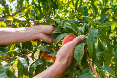 Close-up of hand holding plant