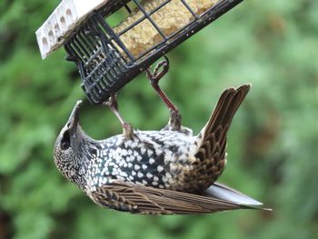 Closeup of an upside down starling at the feeder