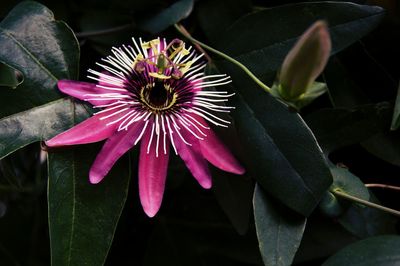 Close-up of pink flower blooming outdoors