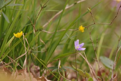 Close-up of purple crocus flowers on field