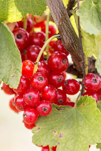 Close-up of red berries growing on tree