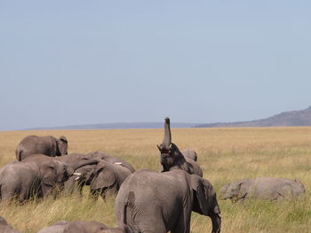 Horse grazing on field against clear sky