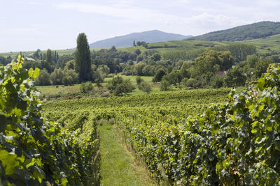 Scenic view of vineyard against sky