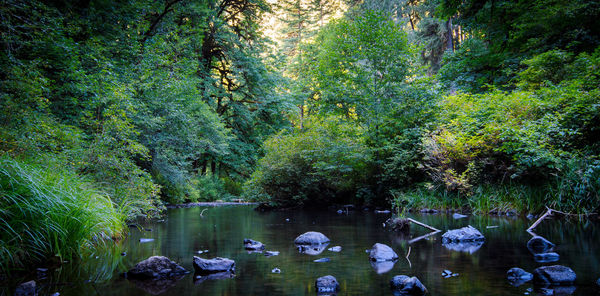 Swimming pool in trees