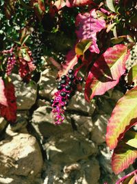 Close-up of plants