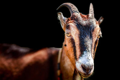 Close-up portrait of goat