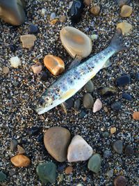 Directly above shot of seashells on pebbles at beach