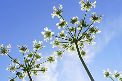 Hemlock plant in flower against a blue sky in low angle.