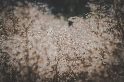 Close-up of flowering plants on land