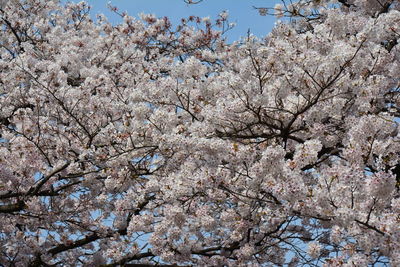 Low angle view of cherry blossom tree