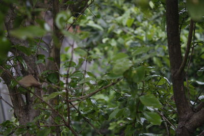 Plants growing in forest