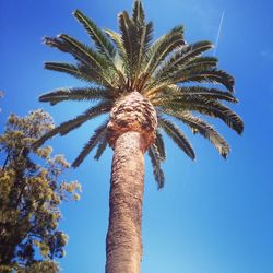 Low angle view of palm trees against clear blue sky