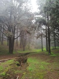 Trees in forest