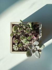 Close-up of flowers on table
