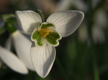 Close-up of white flowers blooming outdoors