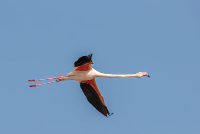 Low angle view of bird flying in sky