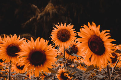 Close-up of sunflowers