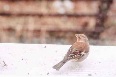 Close-up of bird perching on a wall