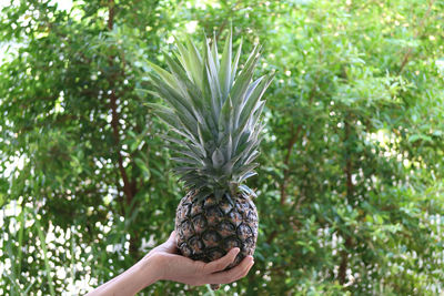 Midsection of man holding fruit tree