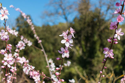 Close-up of pink cherry blossoms