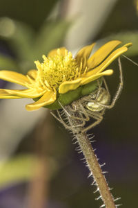 Close-up of yellow flower