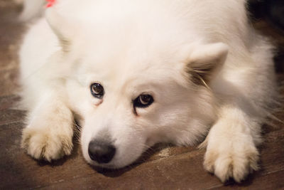 Close-up portrait of dog lying down