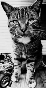 Close-up portrait of cat