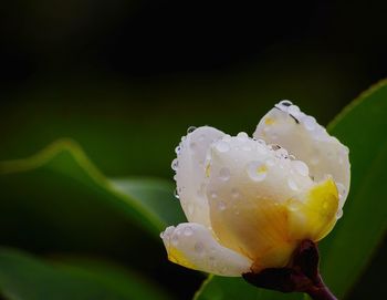 Close-up of white flowers